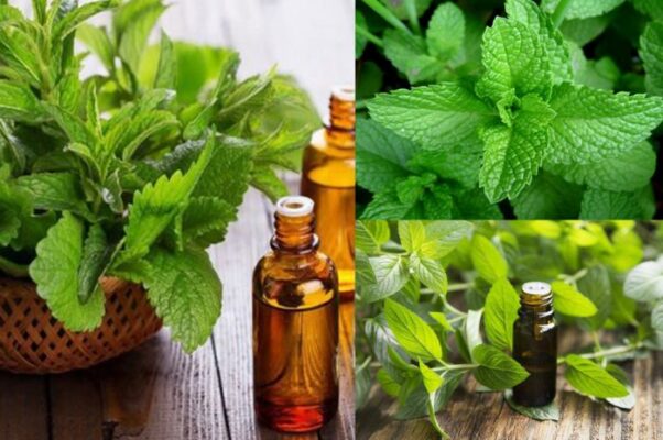 Tinh dầu tự nhiên