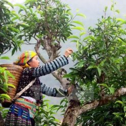 Thảo dược Việt Nam