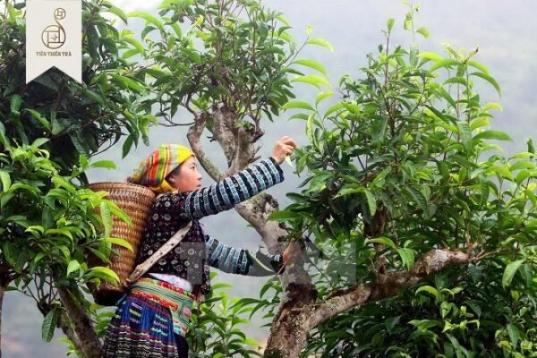 Thảo dược Việt Nam