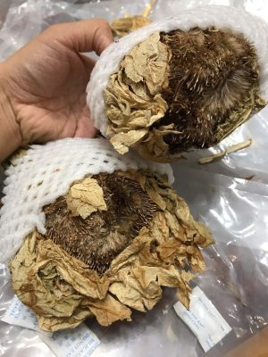 Phần nhụy hoa Tuyết liên hoa tự nhiên Tây Tạng